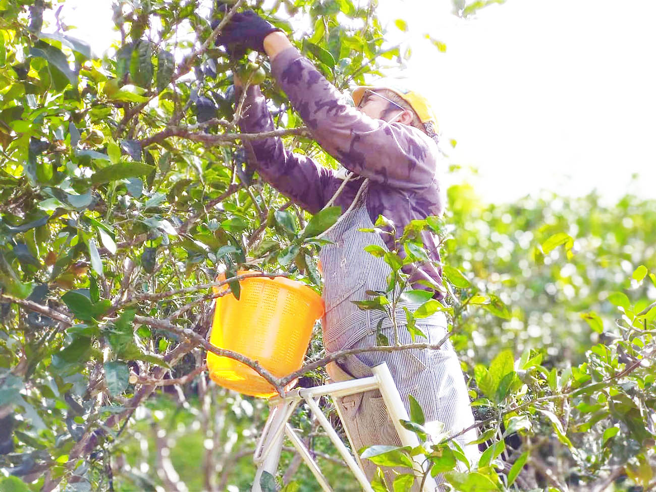 満田農園のこだわり画像