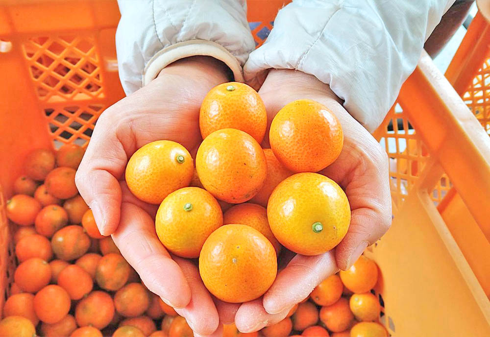 オンラインショップ - 満田農園 - 徳之島でつくる美味しいタンカン