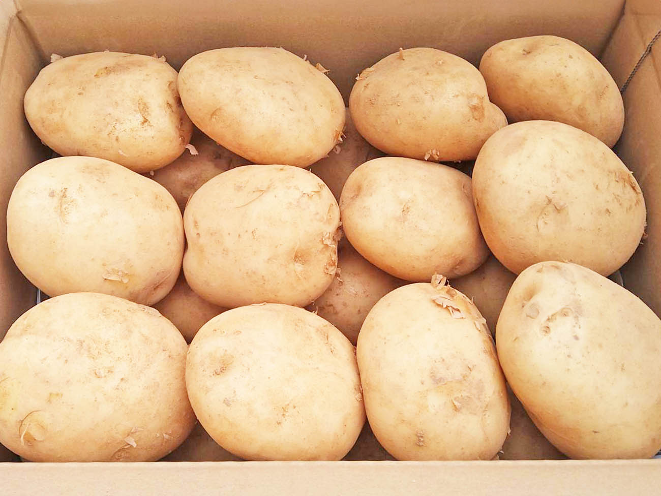 じゃがいも画像